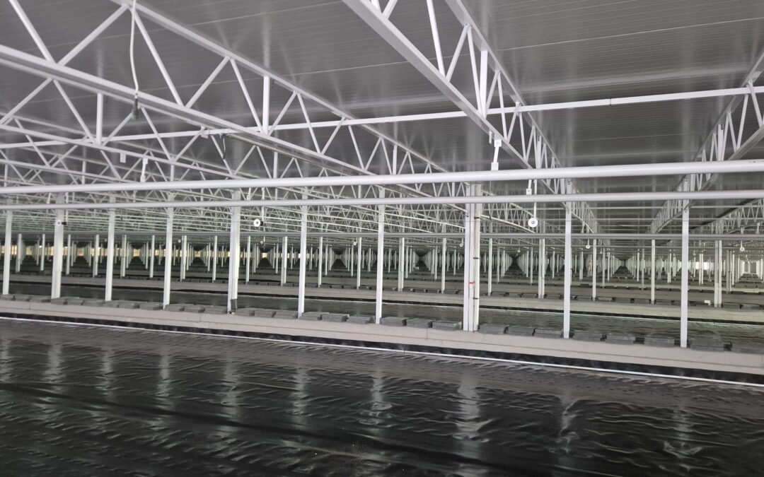 Lies van Wijk, Chrywijk